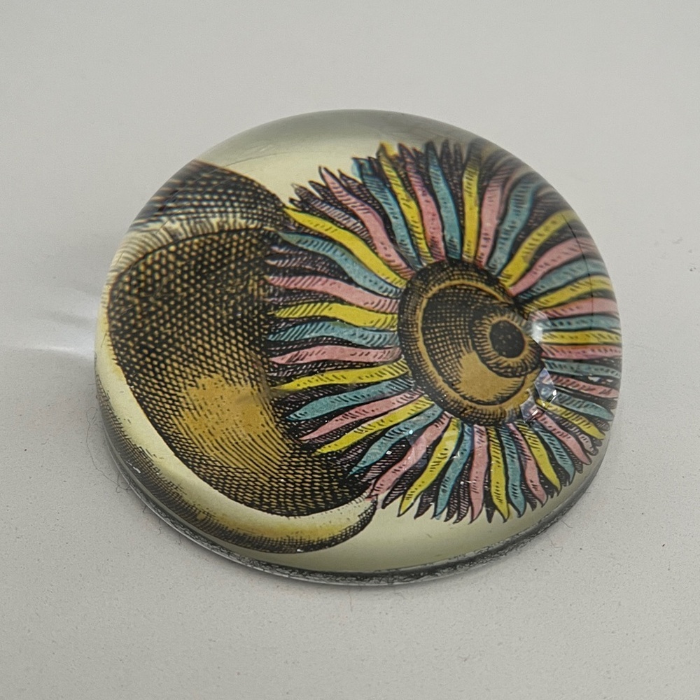 JOHN DERIAN Glass Dome Paperweight Decoupage Sea Anemone Decor Handmade - Picture 3 of 16